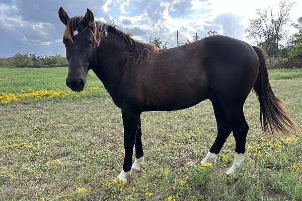 Beautiful and Flashy Draft Quarter Horse Cross Colt