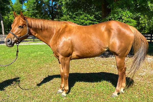 AQHA 2011 Sorrel Mare