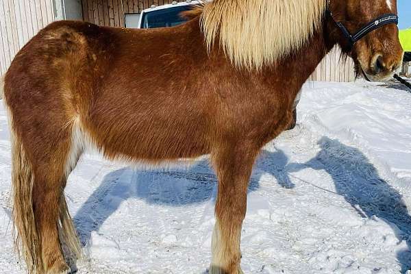 Bombproof Naturally Gaited Icelandic Gelding