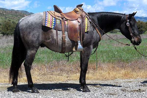 4 Year Old 15 Hand Blue Roan Gelding +++Video+++