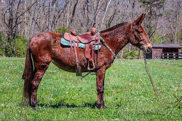 Nice Chestnut Molly Mule, Thick Made, Trail Rides, Neck Reins, Stands 15.1