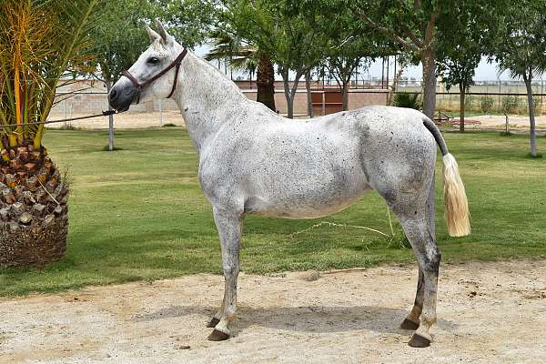 2016 Grey Andalusian Breeding Mare