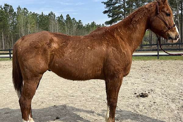 Sorrel QH Gelding