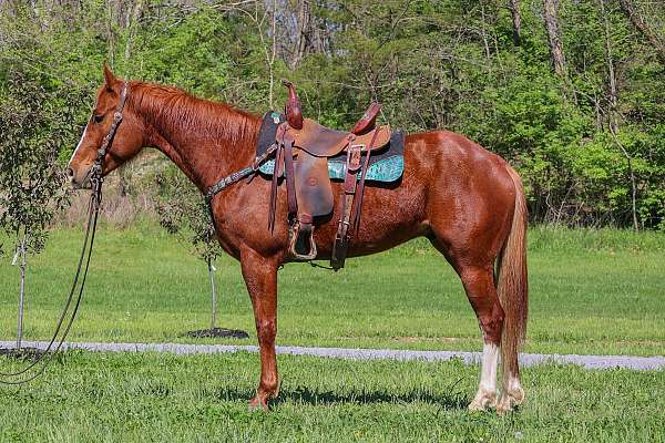 Beginner and Youth Safe Sorrel Ranch Gelding, Team Ropes, Trail Rides