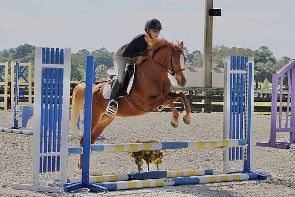 Welsh Pony Mare