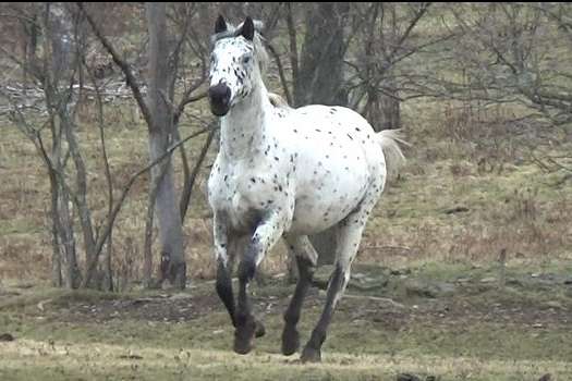 Stunning Black Leopard Mare!