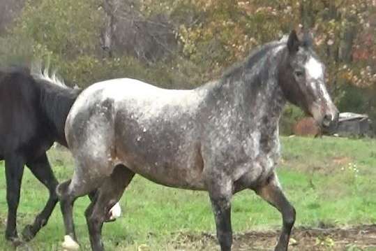 Yoki (Rain) is a Sweet Loving Mare, Needs a Job (Asil Lakota Yoki)