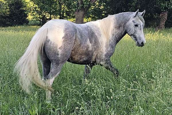 Pintaloosa Mare