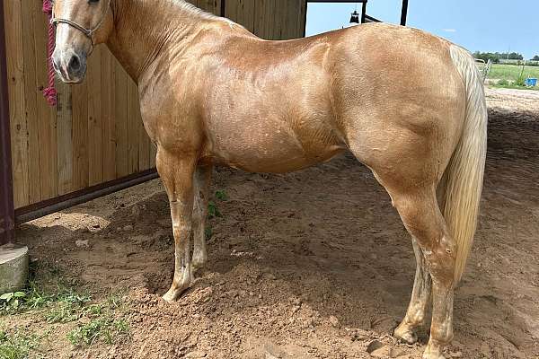 The Perfect Kids Playday Youth Rodeo Horse