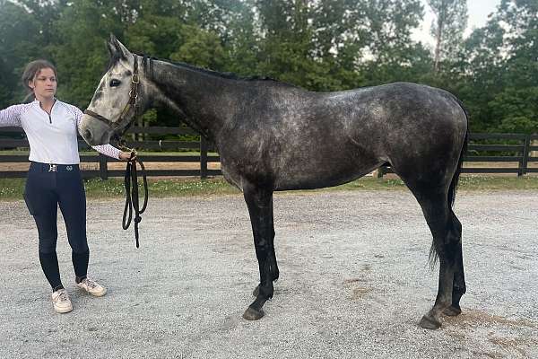 Gorgeous Grey Gelding