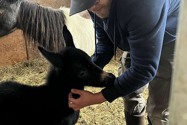 Sweetest Baby Mini Mule You’Ll Ever Find!