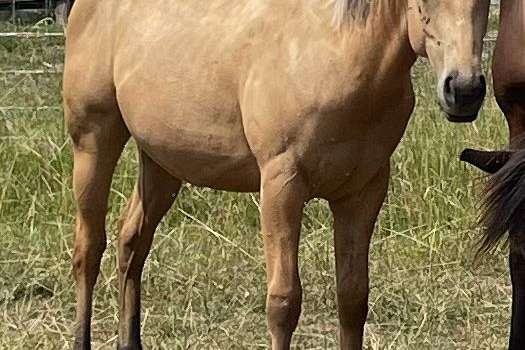 Golden Buckskin AQHA 2023 Filly, All Around Cow Bred