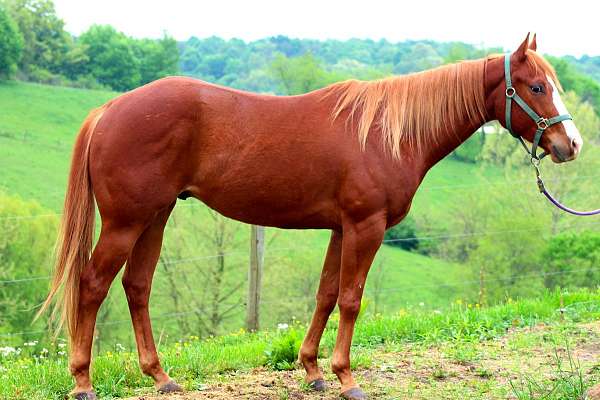 2020 Chestnut Aqha Gelding 60 Days Of Riding Jazzy