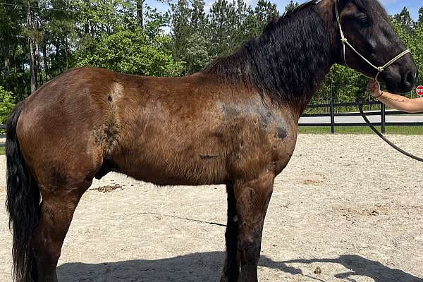 Percheron Belgian Cross