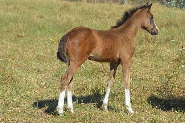 Show Jumping Filly Foal Full of Chrome