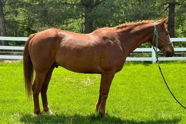 Perfect Beginner Level, Confidence Builder, 4-h/Trail Horse!