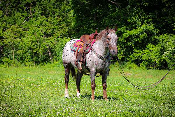 Gentle Sorrel Leopard Appaloosa Mare, Ranch, Trail Ride, Show