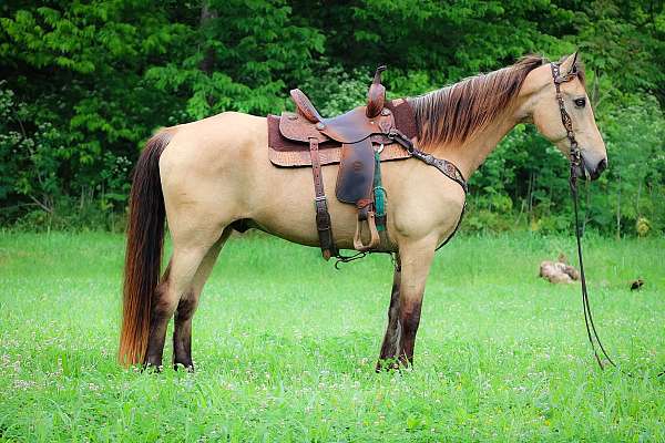 Big Well Broke Buttermilk Buckskin Naturally Gaited Kentucky Mountain Horse