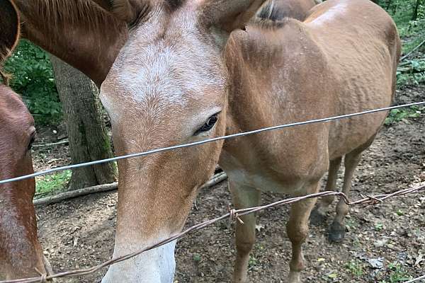 2 yo Molly Mule