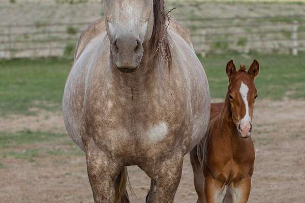 AQHA Mare & Foal! Joes Silver N Gold and Grandson of Metallic Cat Stud Colt