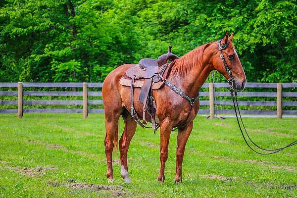 Super Nice Sorrel Kentucky Mountain Gelding, Naturally Gaited and Smooth