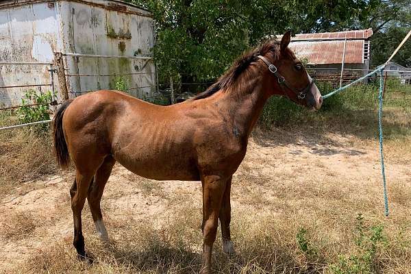 Maximus Mischief Colt O/F Winner