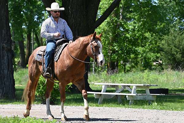 Lesson, Trail, and Pleasure Gelding!