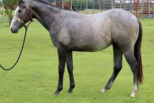 2022 APHC Gelding