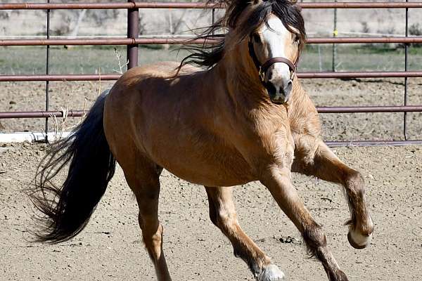 WPCSA Palomino Roan Stallion by 