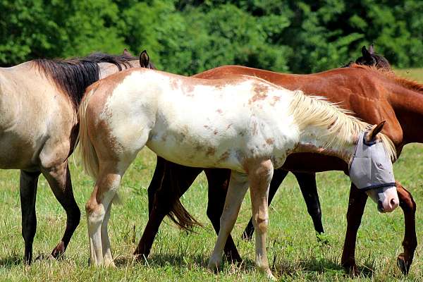 2023 Yearling Apha Filly- Flashy