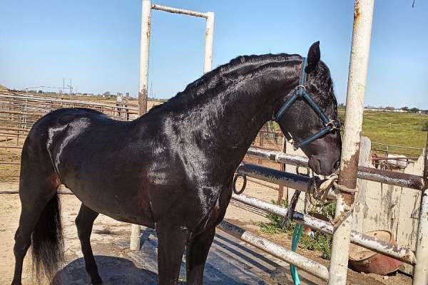 Purebred Andalusian Stallion for Sale