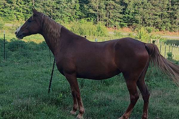 Breeding Tenn Walkers? Broodmare Sire Rpm