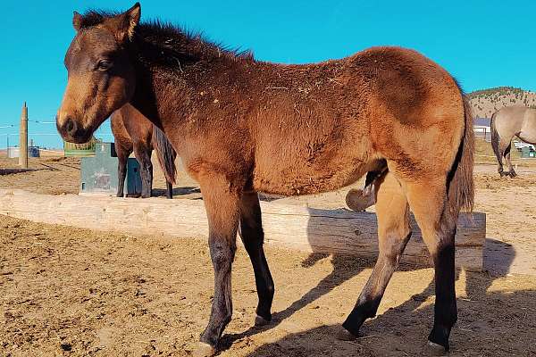 Buckskin Stud, Incentives, Mile High Quixote