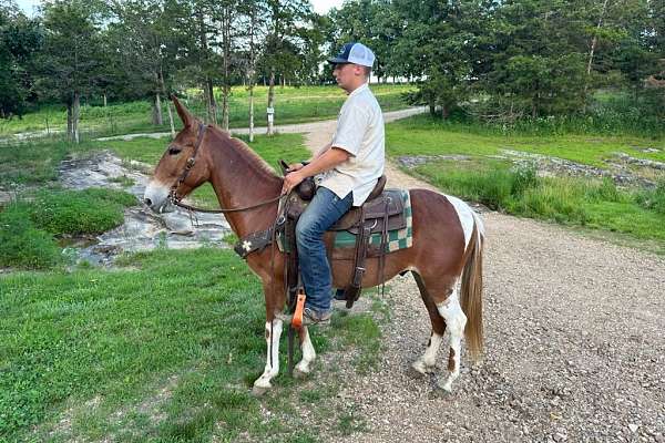 John Mule Broke to Ride and Drive - Chief