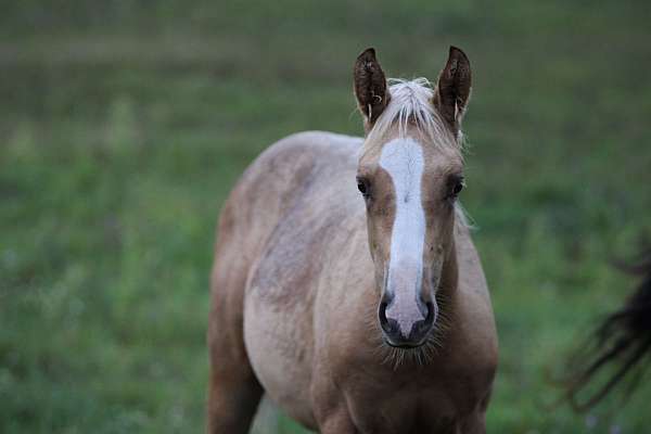 AQHA Dark/Chocolate Palomino Filly Very Fancy