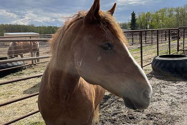 Bashkir Curly X Quarter Horse