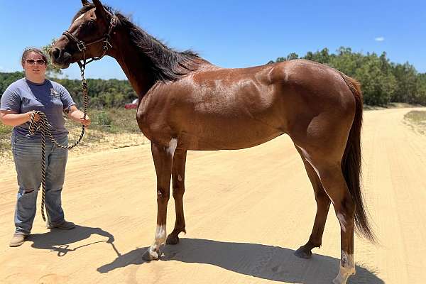 Jasira Thoroughbred Mare