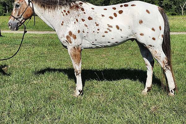 Beautiful Appaloosa Gelding