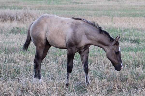 Incredible 2024 AQHA Grulla Colt by Black Gotta Gun!