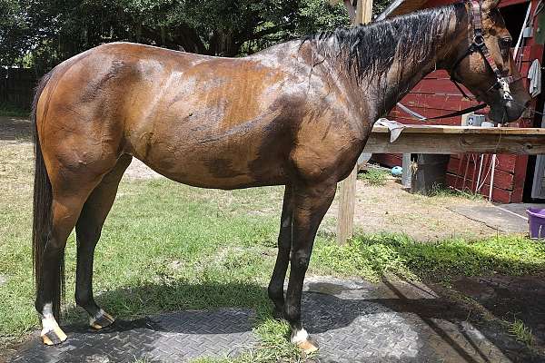 2017 AQHA Butterfly