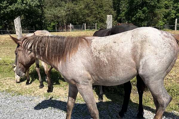 Red Roan Yearling, Peptos Ghost Cutter AQHA Registered