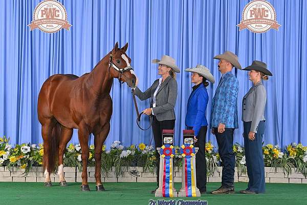 2x World Champion AQHA Gelding- Started Under Saddle