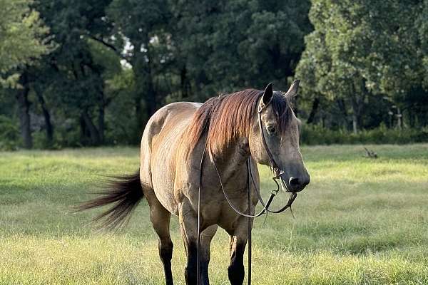 2017 AQHA Gelding