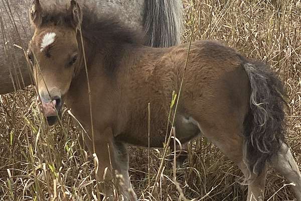 Really Cute Little Dwarf Filly