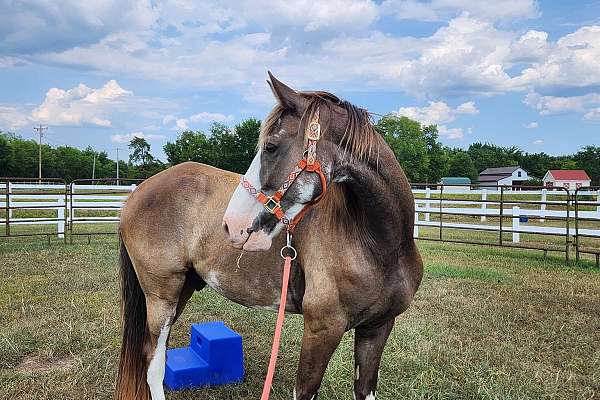 7 Year Old Broke Gaited Gelding