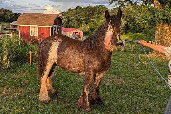 GVHS Blagdon Mare-Wants Riding Partner