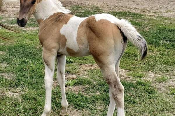 Grullo Tobiano Colt. Gson of Both Ris Key Business and Gay Bar Drummer