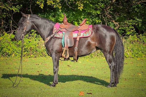 Fancy Black Paso Fino Mare, Trail Rides, Naturally Gaited, Smooth