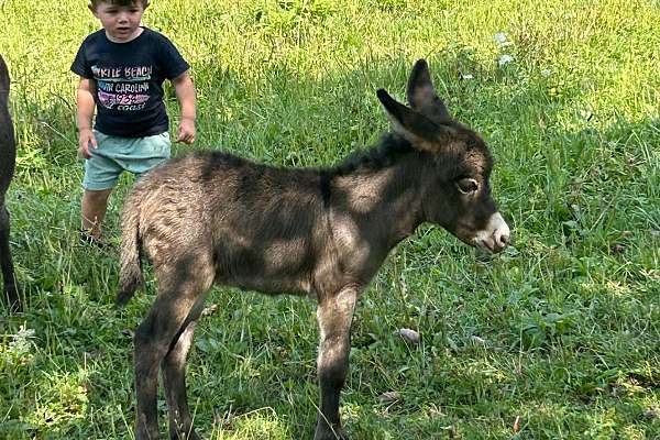 Miniature Baby Donkey