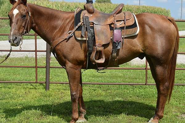 Chester - Anyone Can Ride Ranch Horse